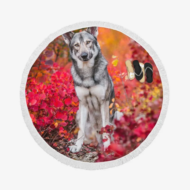 Fall Leafy Landscape: Wolfdog Quartet Round Beach Towel