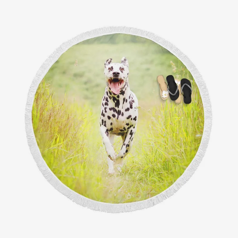 Field with Depth of Field: Dalmatian Quartet Round Beach Towel 1