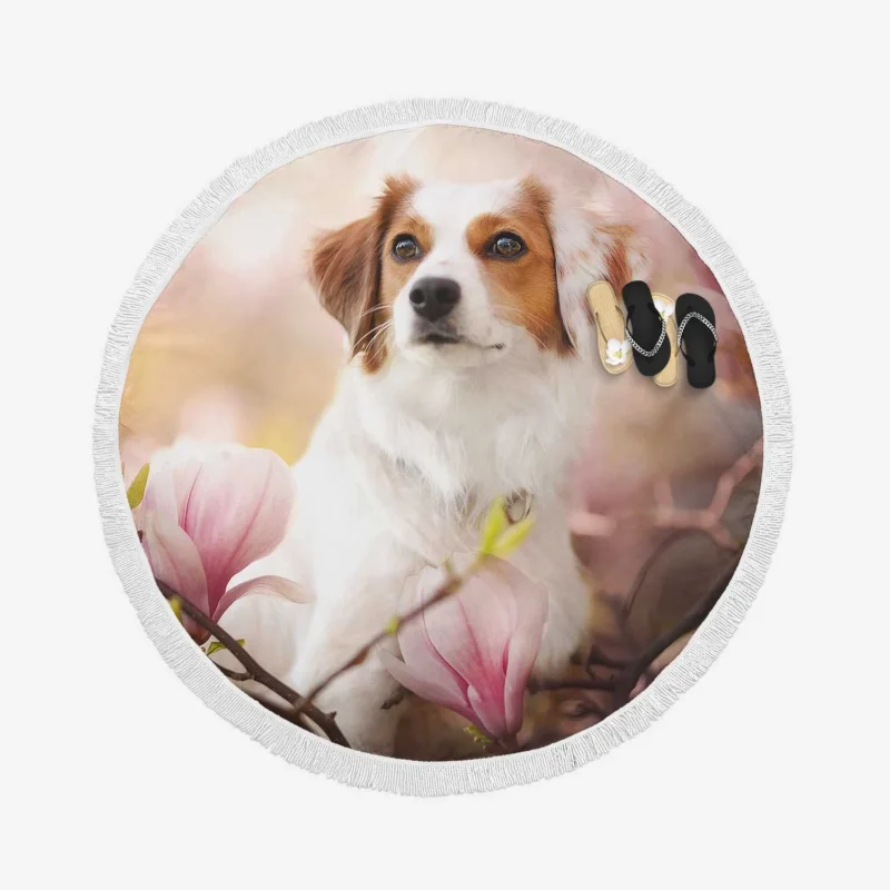 Floral Quartet Charm: Kooikerhondje Magnolias Round Beach Towel 1