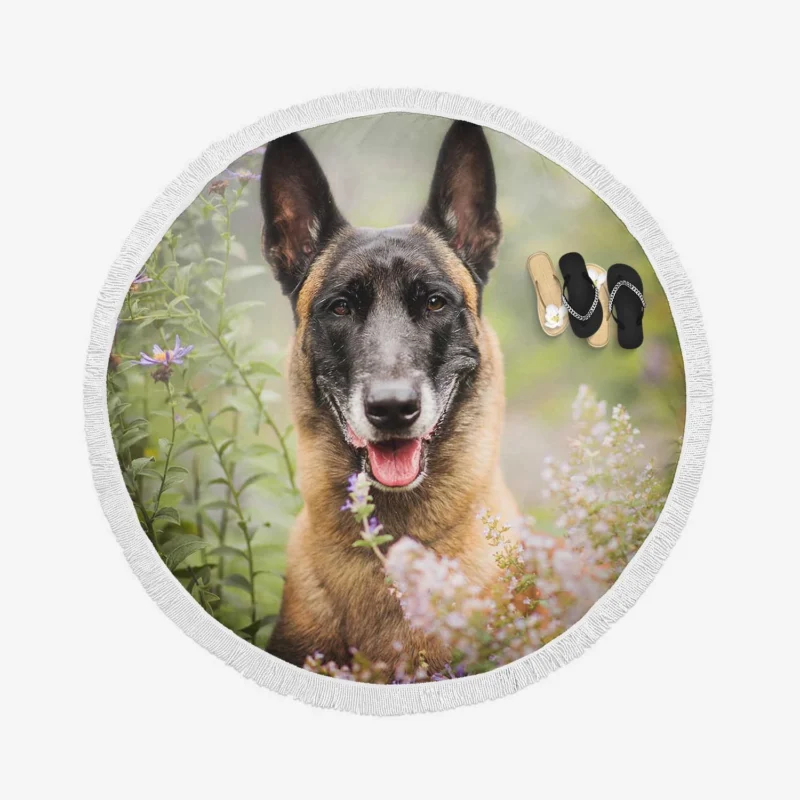 Flower and Malinois Beauty: Belgian Malinois Round Beach Towel