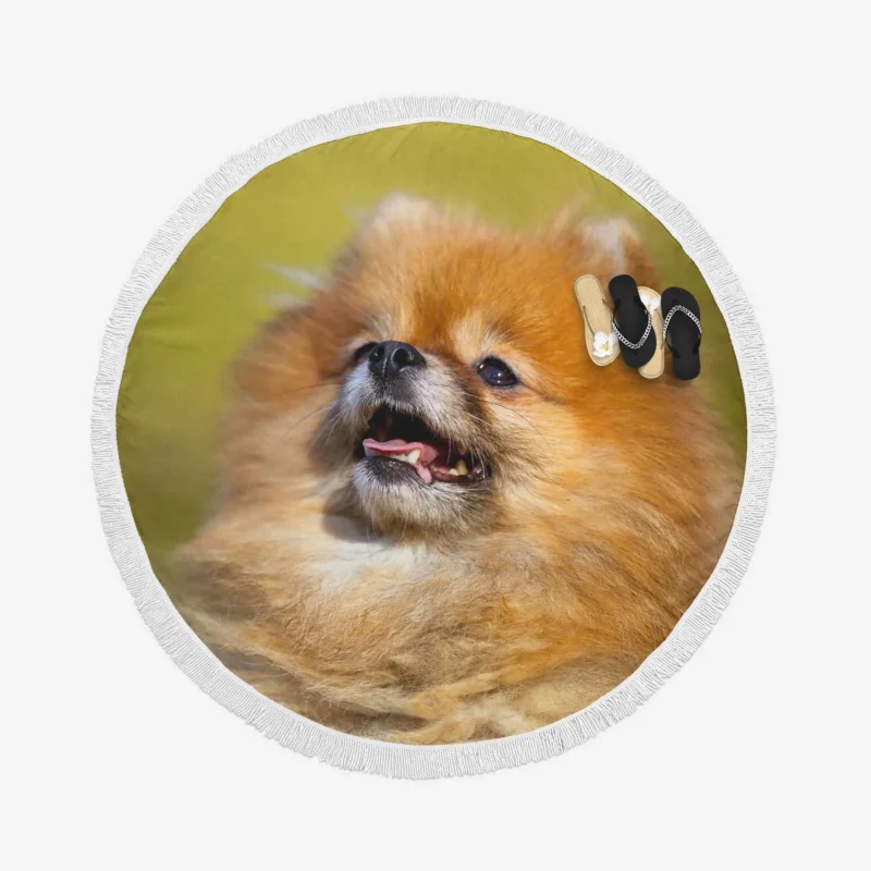 Fluff and Charm: Pomeranian Quartet Round Beach Towel