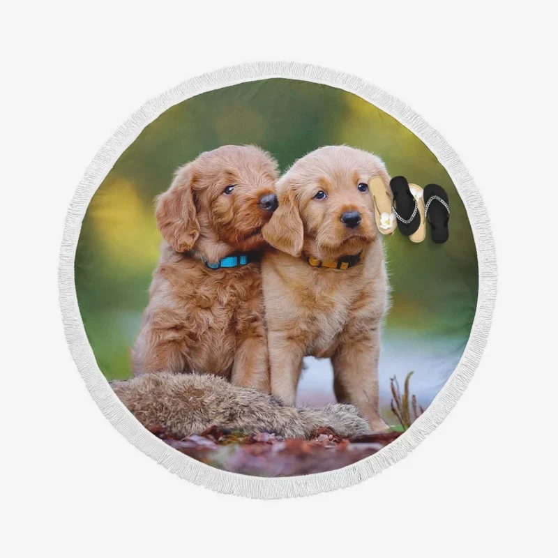 Fluffy Canine Charm: Labrador Puppy Quartet Round Beach Towel 1