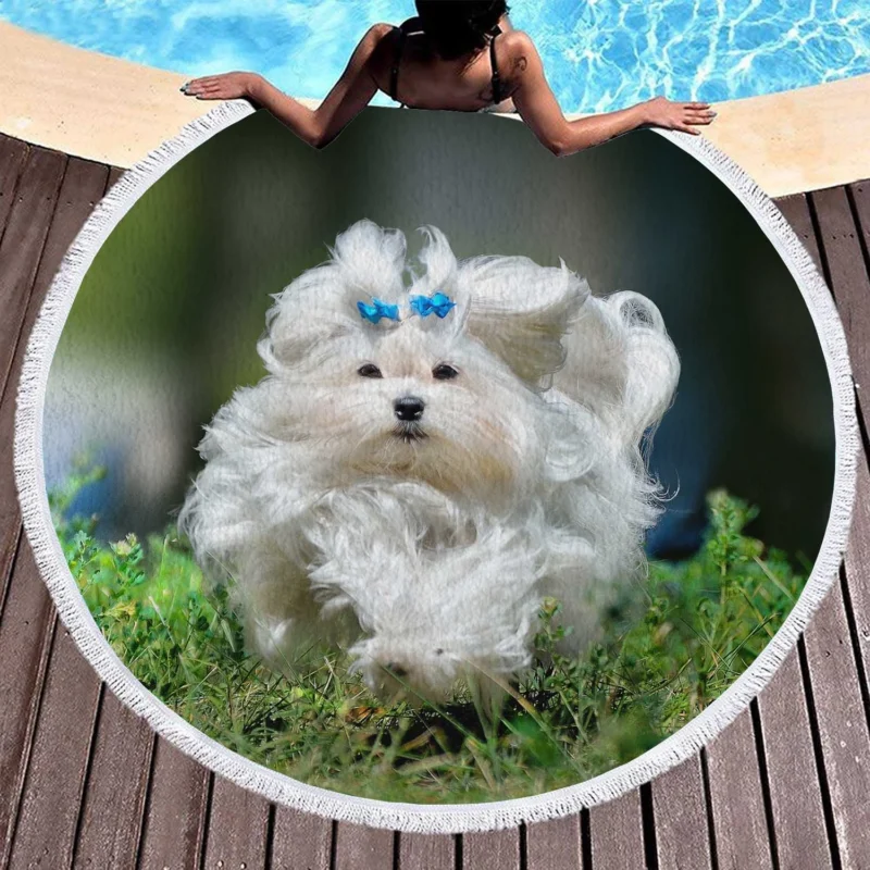 Fluffy Canine Companions: Maltese Quartet Round Beach Towel 1