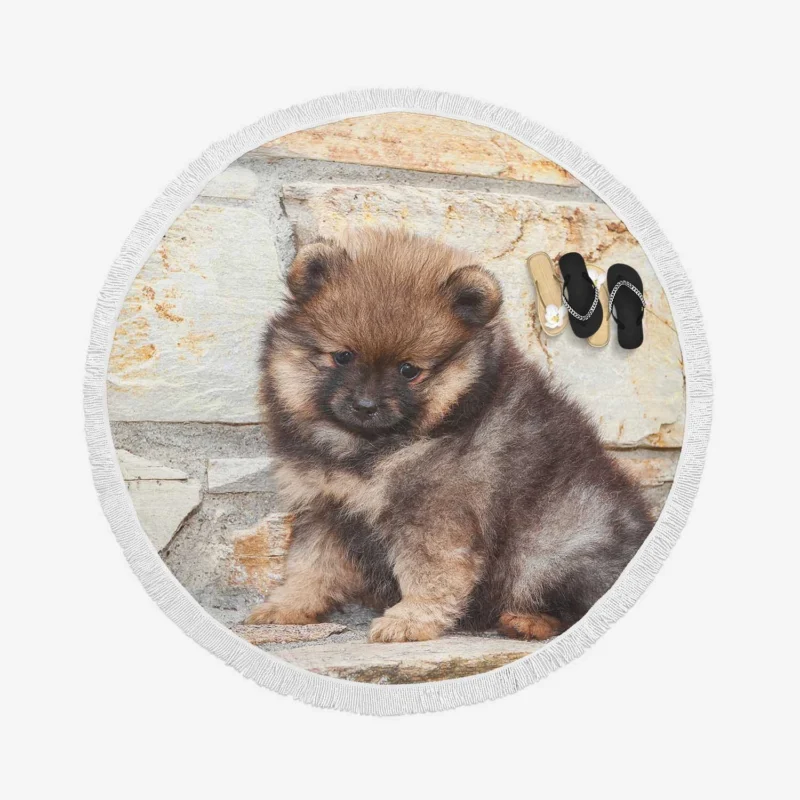 Fluffy Charm: Pomeranian Puppy Quartet Round Beach Towel 1