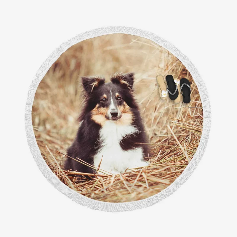 Fluffy Collie Cuteness: Rough Collie Quartet Round Beach Towel 1