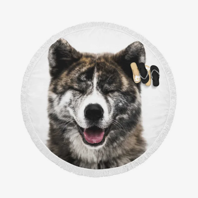 Fourfold Akita Charm: Quartet Allure Round Beach Towel