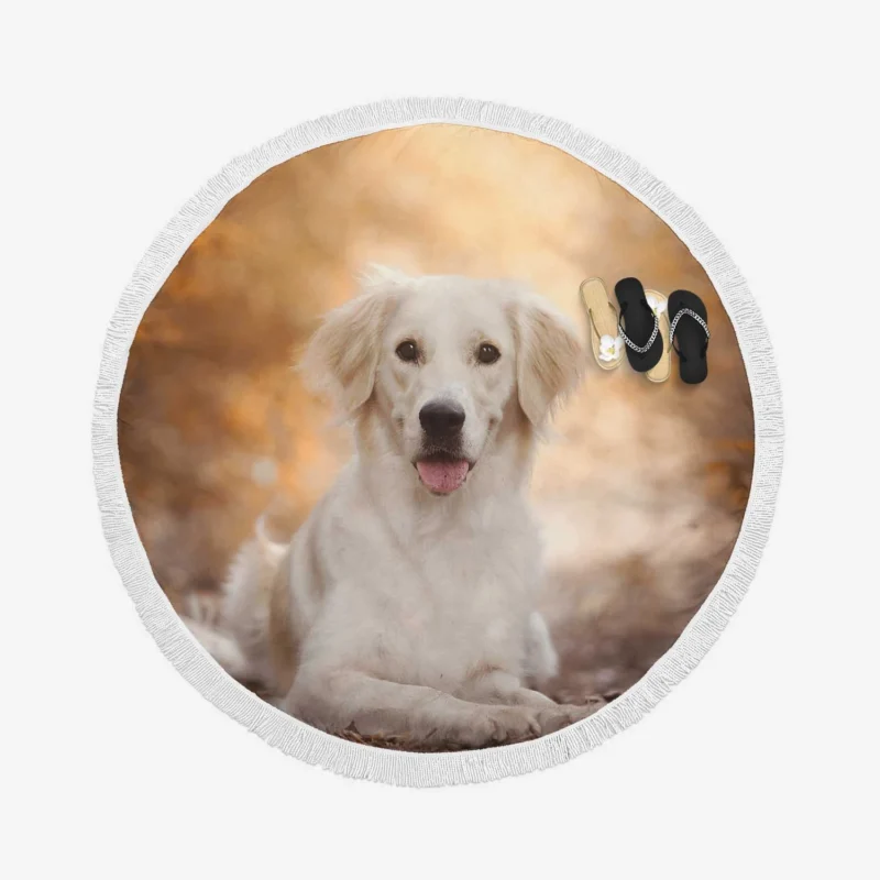 Fourfold Beauty: Labrador Depth of Field Round Beach Towel 1