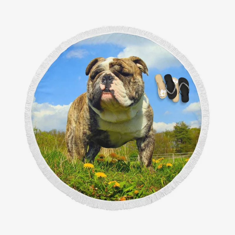 Fourfold Bulldog Elegance: Bulldog Quartet Round Beach Towel