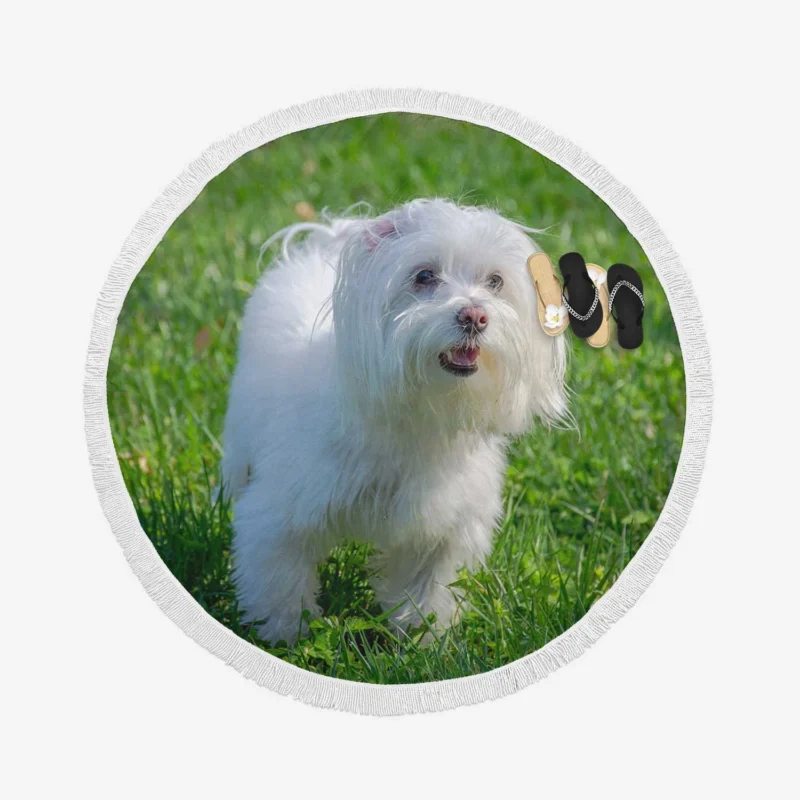 Fourfold Canine Beauty: Maltese Quartet Round Beach Towel