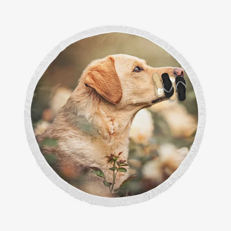 Fourfold Canine Elegance: Labrador Quartet Round Beach Towel