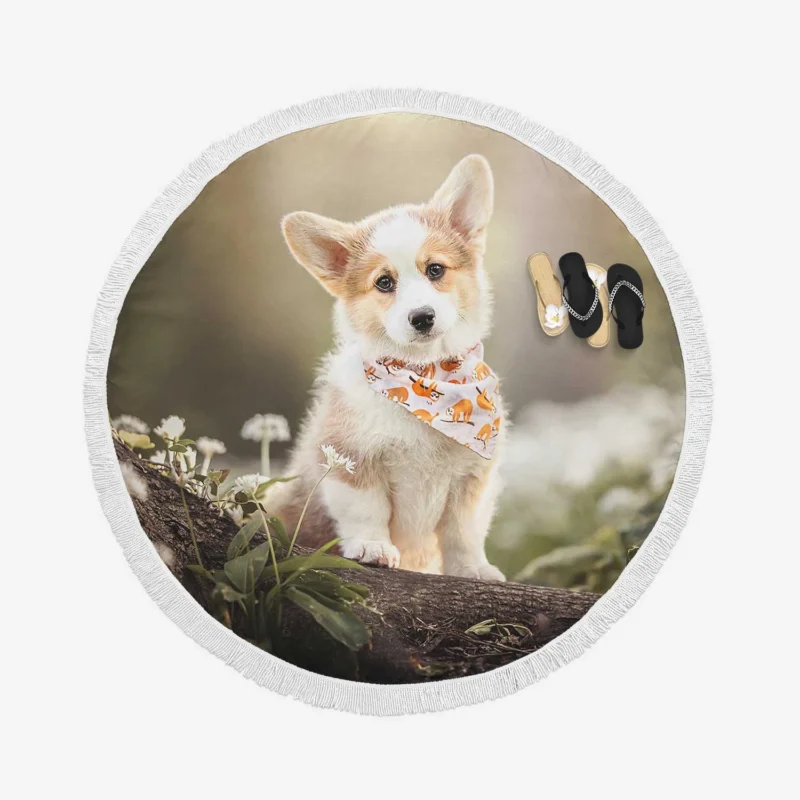 Fourfold Corgi Very Cuteness: Corgi Quartet Round Beach Towel