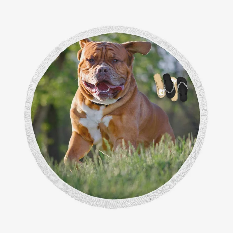 Fourfold Dogue de Bordeaux Beauty: Quartet Round Beach Towel