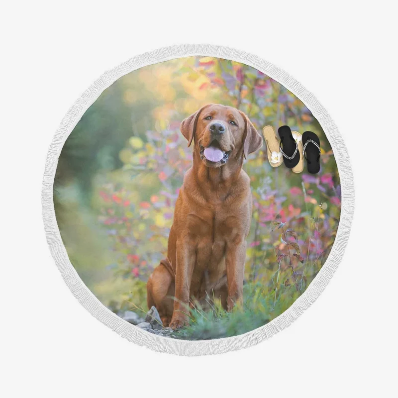 Fourfold Elegance: Labrador Depth of Field Round Beach Towel 1