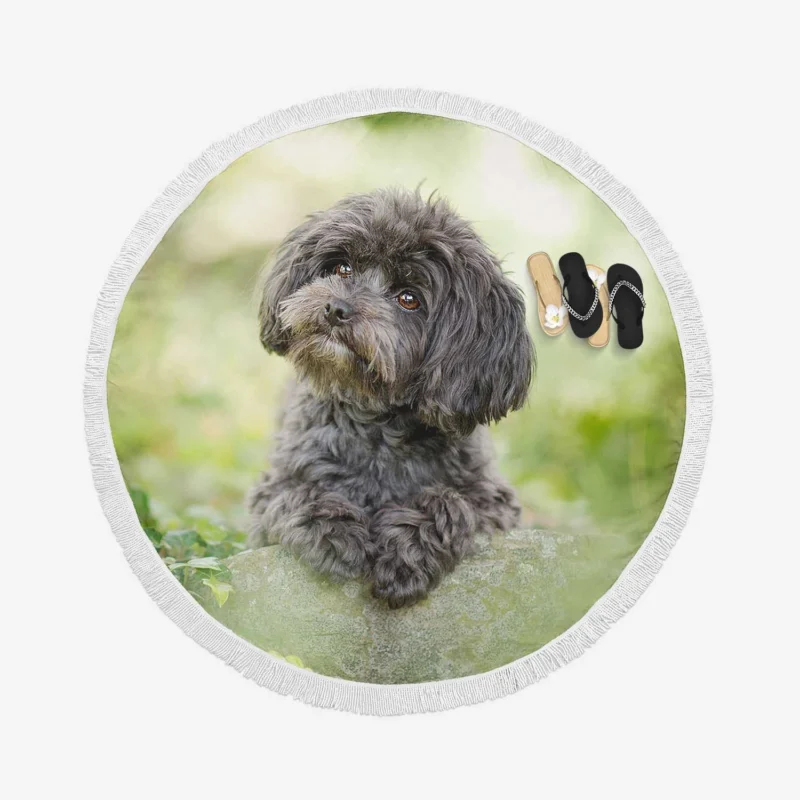 Fourfold Elegance: Poodle Quartet Round Beach Towel