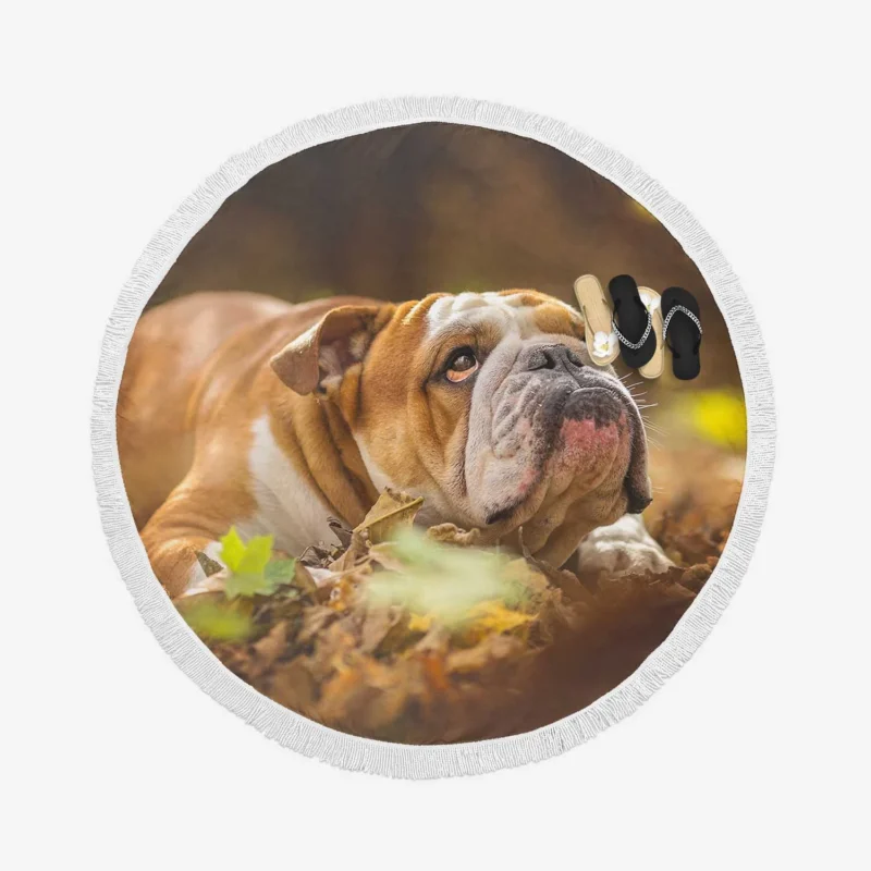 Fourfold English Bulldog Charm: English Bulldog Quartet Round Beach Towel