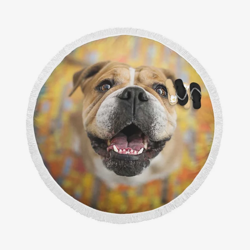 Fourfold English Bulldog Elegance: English Bulldog Quartet Round Beach Towel