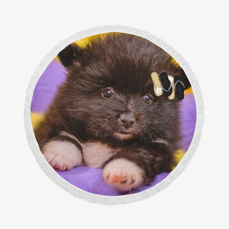 Fourfold Fluffiness: Pomeranian Quartet Round Beach Towel