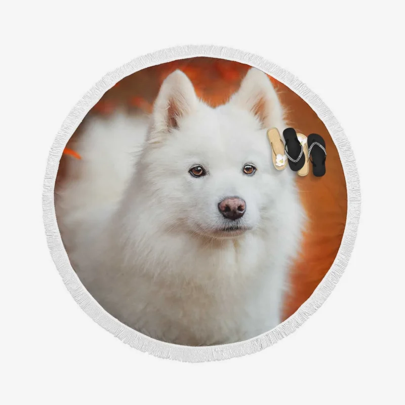 Fourfold Fluffiness: Samoyed Quartet Round Beach Towel