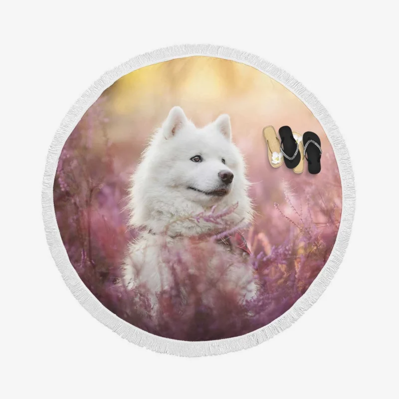 Fourfold Samoyed Majesty: Quartet Round Beach Towel