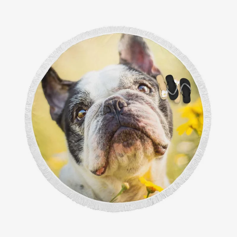 French Bulldog Essence: A Captivating Breed Round Beach Towel