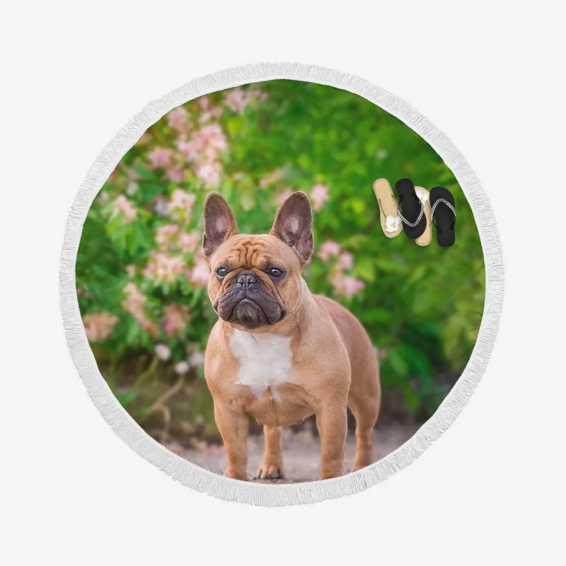 French Bulldog Hat and Puppy: A Duo of Delight Round Beach Towel