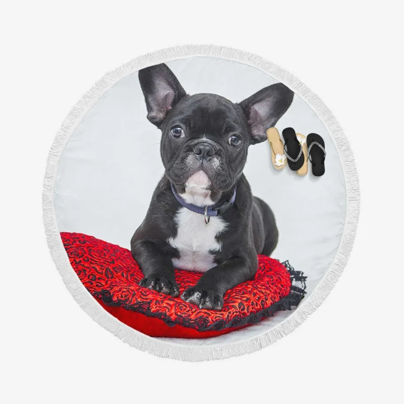 French Bulldog Rests: Cozy Comfort on a Cushion Round Beach Towel 1