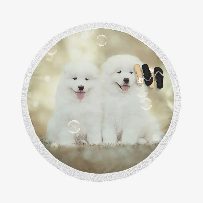 Friendly Charm: Samoyed Quartet Round Beach Towel