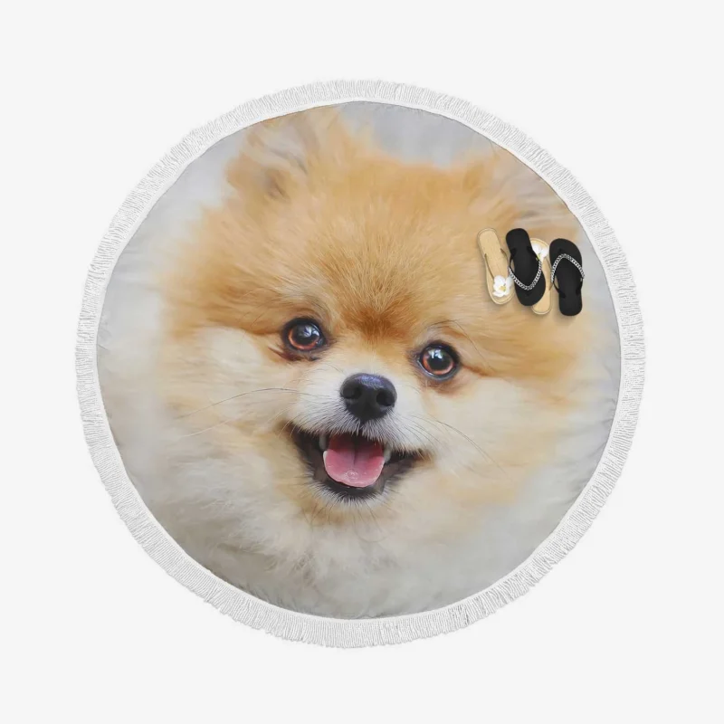 Furry Friendly Elegance: Pomeranian Quartet Round Beach Towel