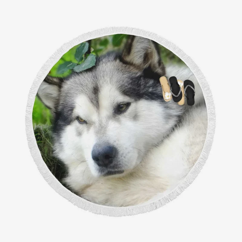 Gaze of Strength: Alaskan Malamute Quartet Round Beach Towel 1