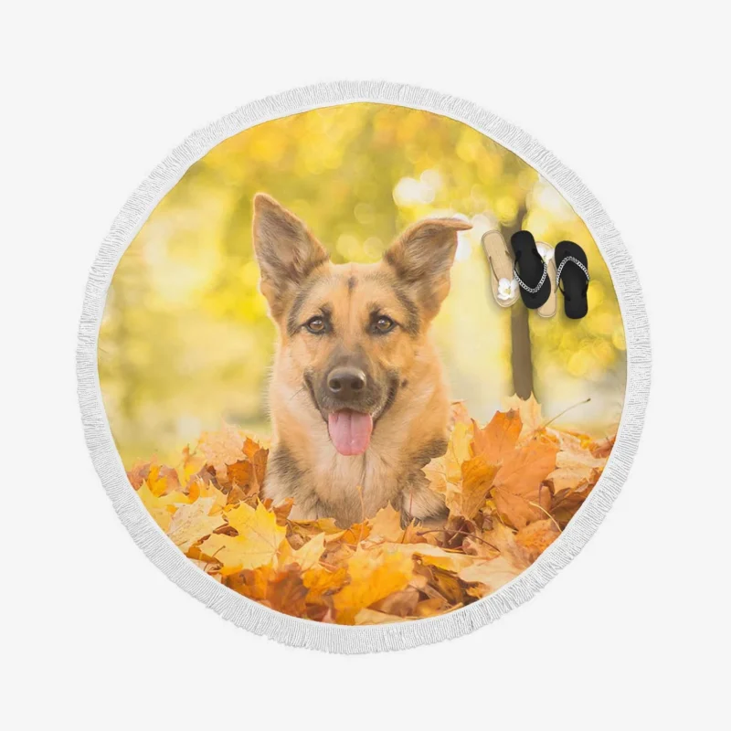 German Shepherd in Fall: Embracing Season Colors Round Beach Towel