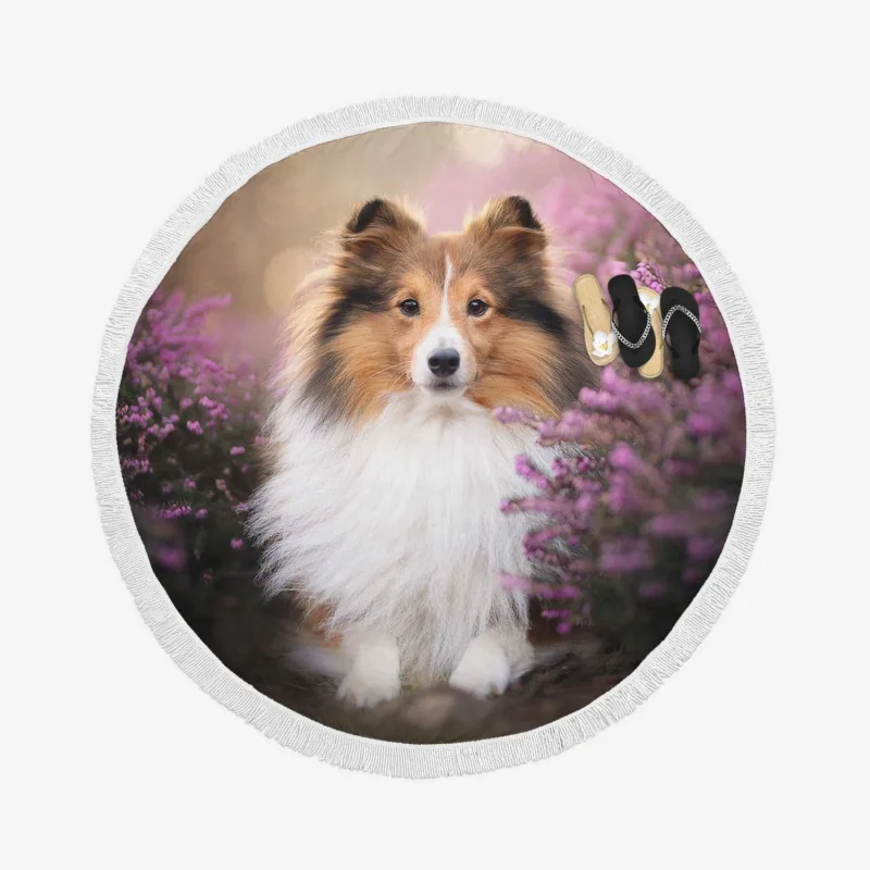 Heather Landscape: Shetland Sheepdog Quartet Round Beach Towel