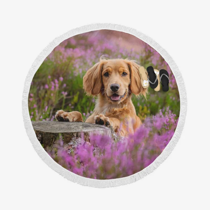 Heather Wonderland: Spaniel Quartet Round Beach Towel