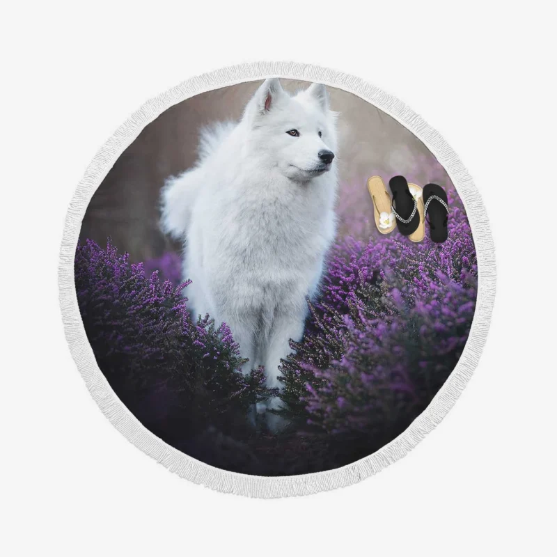 Heather and Purple Flowers: Samoyed Quartet Round Beach Towel 1