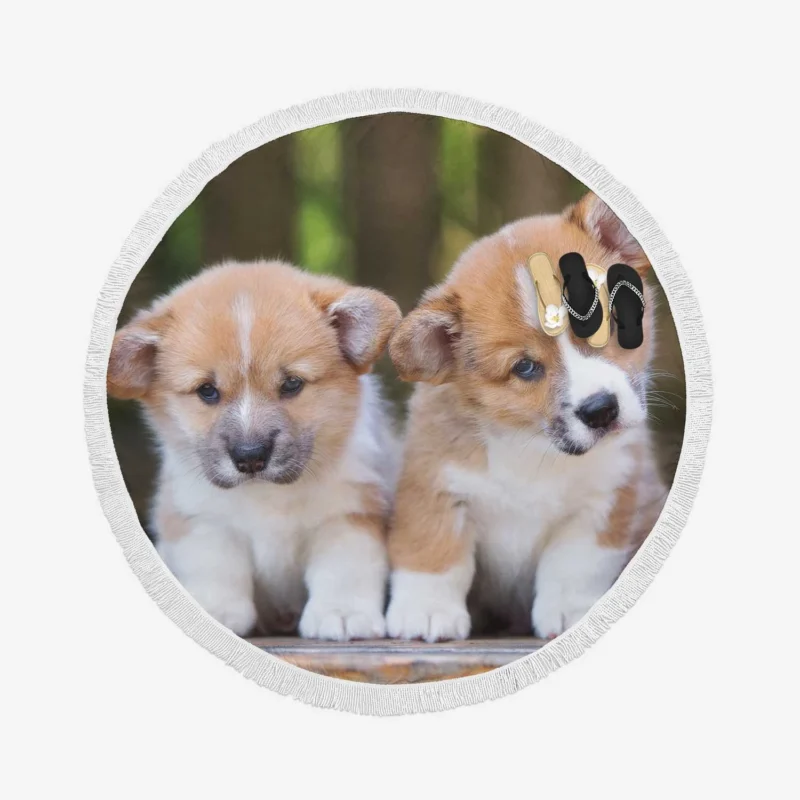 Inquisitive Pups in Bauble: Corgi Quartet Round Beach Towel 1