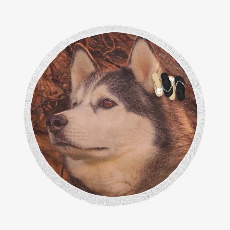 Intense Muzzle: Alaskan Malamute Quartet Round Beach Towel 1