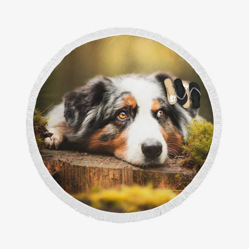 Intense Muzzle Gaze: Australian Shepherd Round Beach Towel