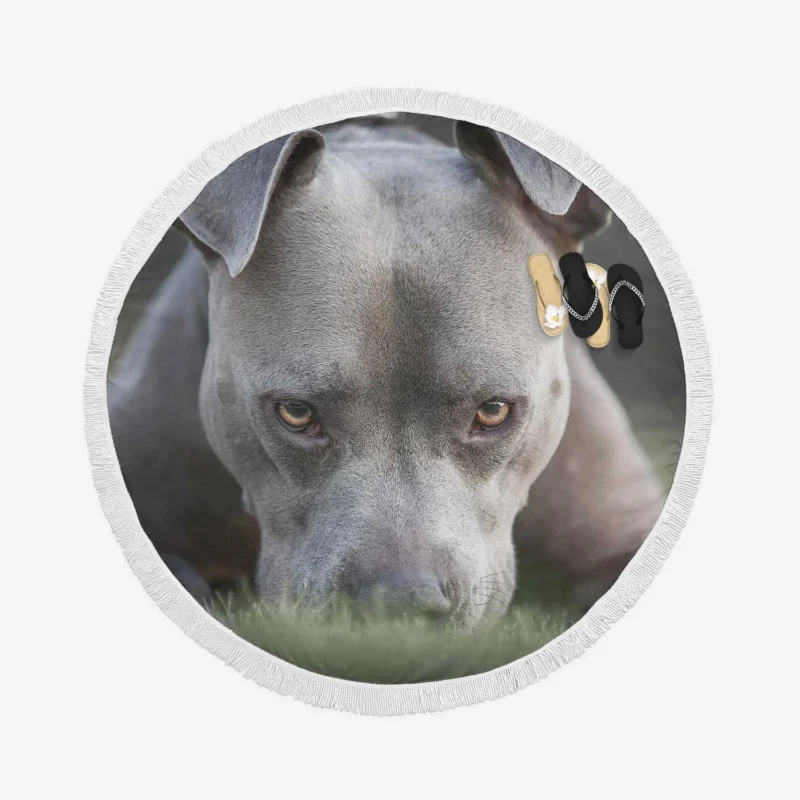 Intense Stare: American Pit Bull Terrier Round Beach Towel