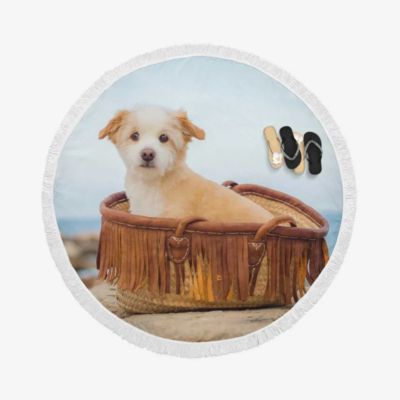 Intense Stare: Norfolk Terrier Pup Round Beach Towel