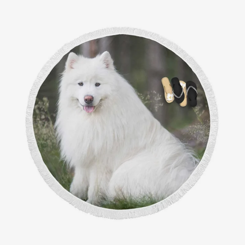 Kid-Friendly Samoyed: Quartet Round Beach Towel 1