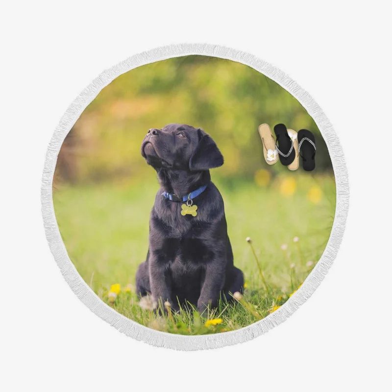 Labrador Puppy Quartet in Dandelion Fields Round Beach Towel 1