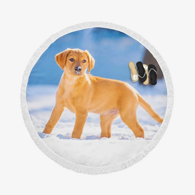 Labrador Quartet Delight: A Happy Black Lab Round Beach Towel