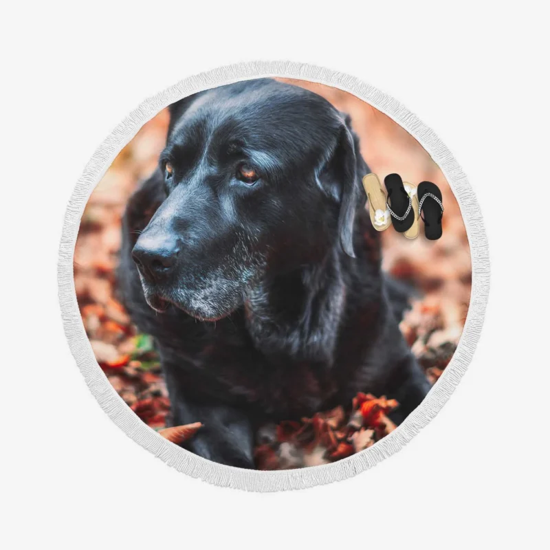 Labrador Quartet in the Forest: Depth of Field Round Beach Towel