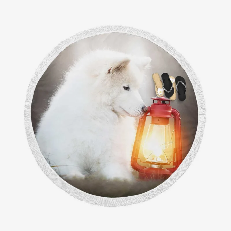 Lantern-Lit Samoyed: Quartet Round Beach Towel