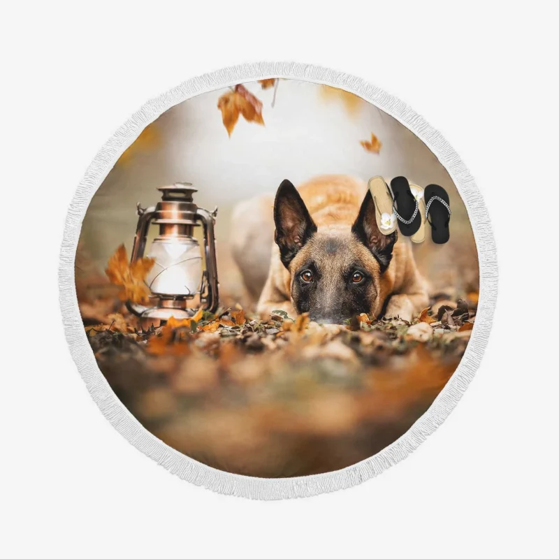 Lantern with Depth Of Field: Belgian Shepherd Round Beach Towel