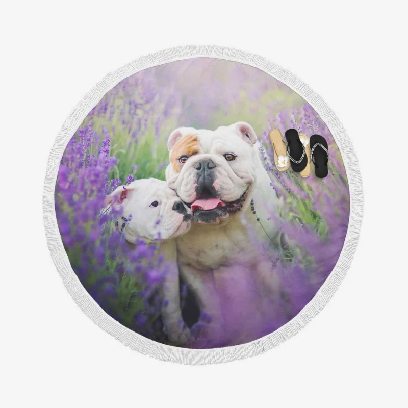 Lavender Dreams with Puppies: Bulldog Quartet Round Beach Towel