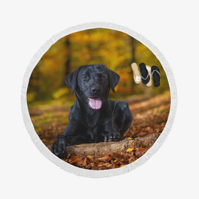 Majestic Canine Beauty: Labrador Quartet Round Beach Towel