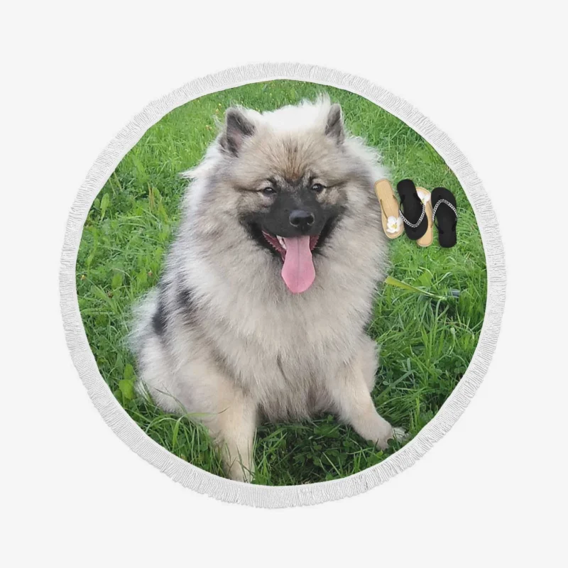 Majestic Spitz: Splitz Keeshond Dog Breed Round Beach Towel