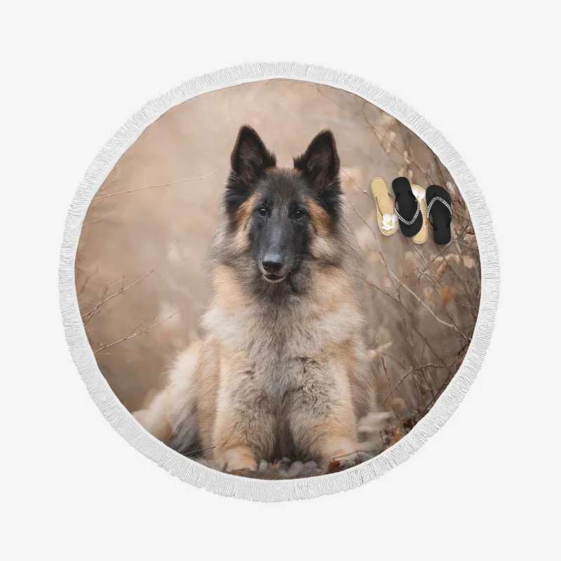 Malinois Beauty and Versatility: Belgian Shepherd Round Beach Towel 1