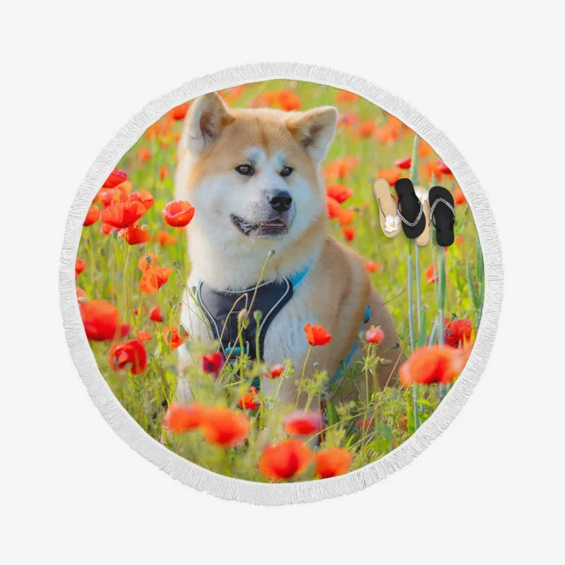 Meadow Moments with Poppies: Akita Quartet Round Beach Towel