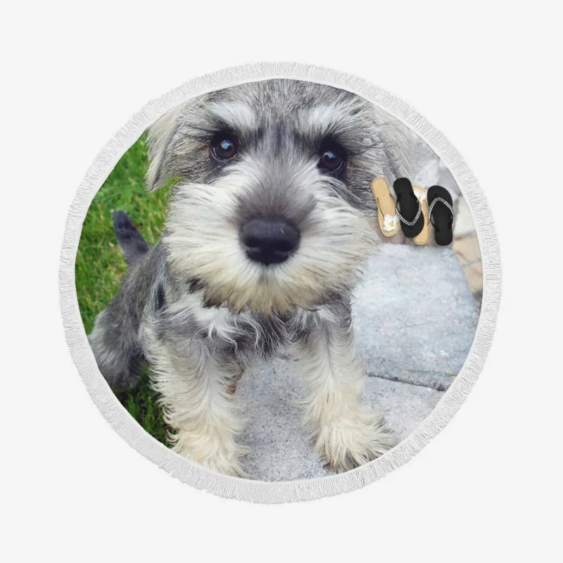 Miniature Schnauzer Quartet Round Beach Towel 1